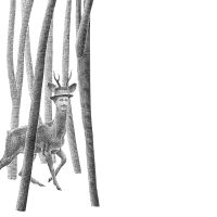 BAMBI COVER-polovica-A-brezbele